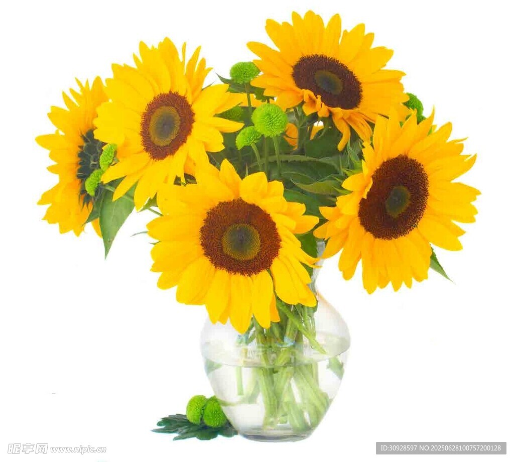 花瓶中的向日葵花束