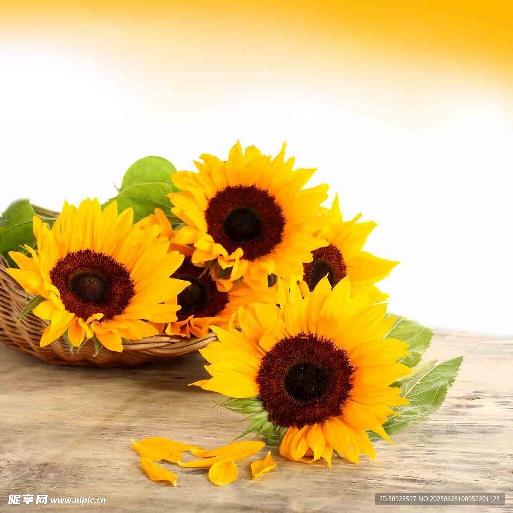 木桌上盛放的鲜艳向日葵