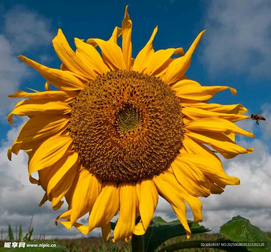 阳光下的灿烂向日葵