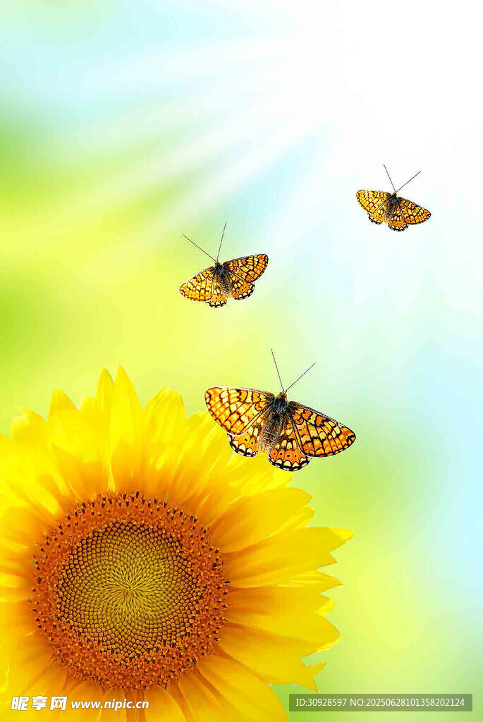 向日葵上的蝴蝶飞舞