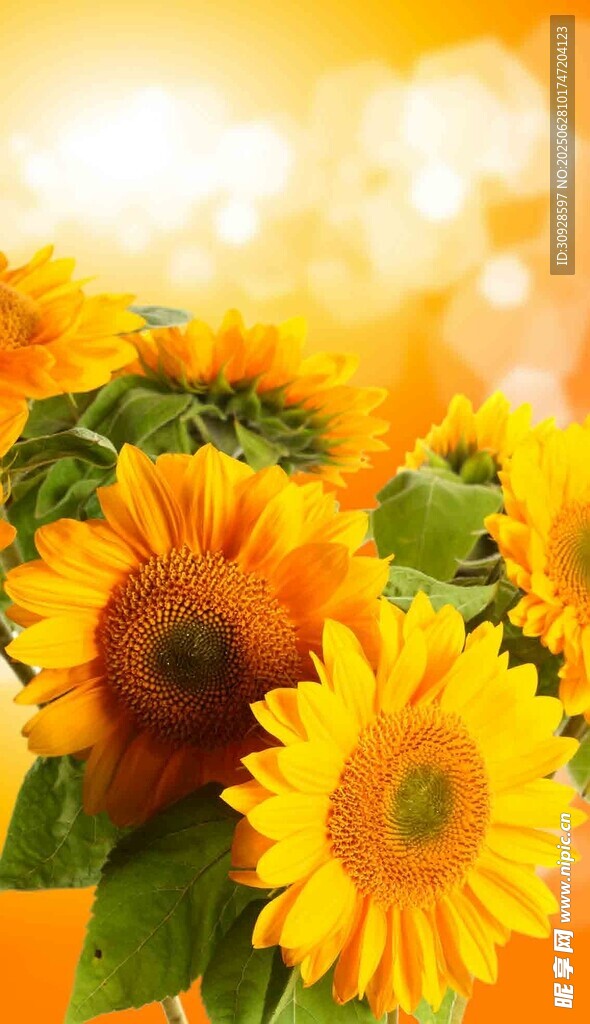 灿烂向日葵绽放美好