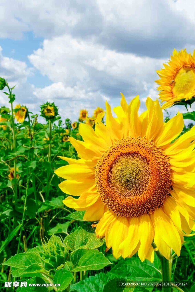 灿烂向日葵绽放于田野