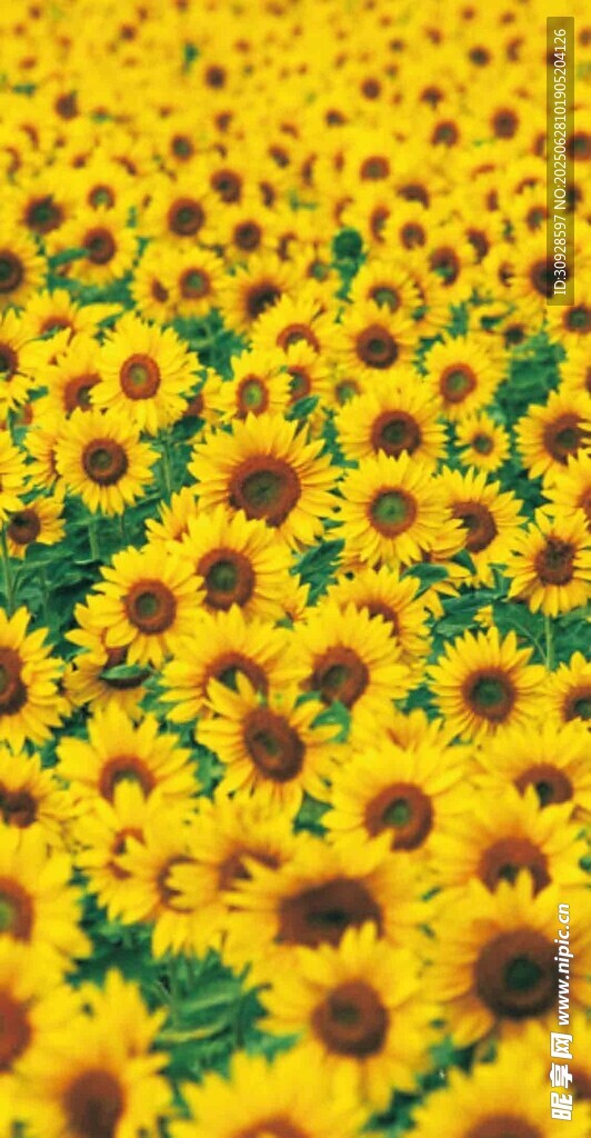 金黄向日葵花海