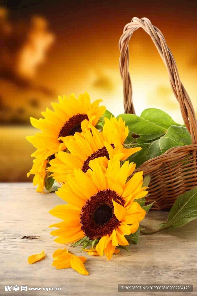 阳光下的向日葵与篮子
