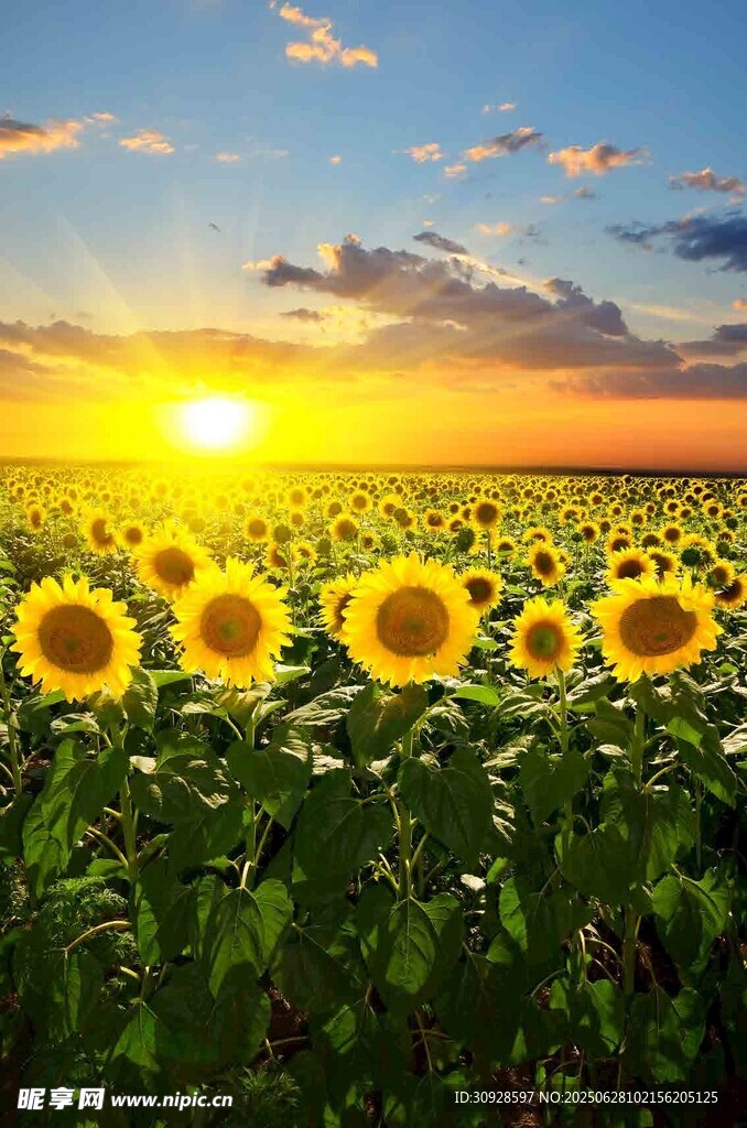 夕阳下的向日葵花海