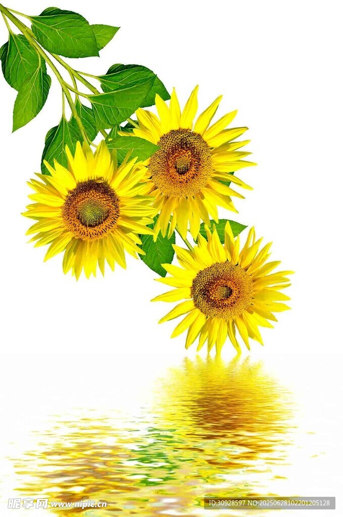向日葵倒影