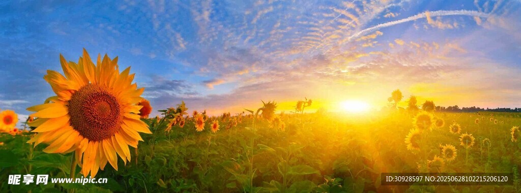 夕阳下的向日葵田园美景