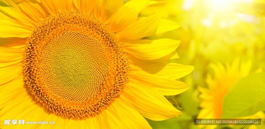 灿烂向日葵绽放美好
