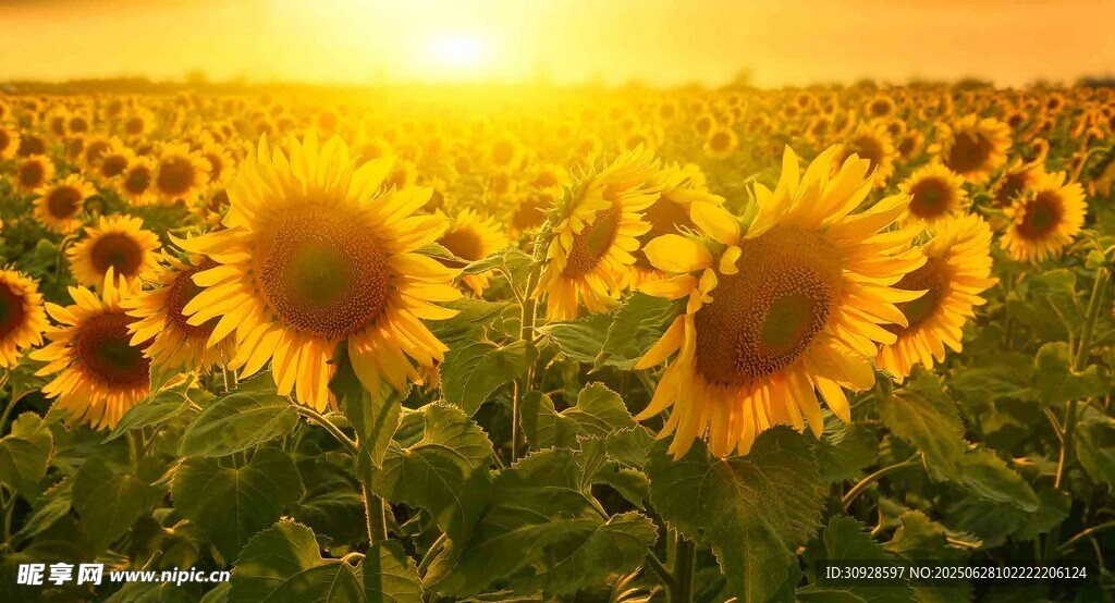 夕阳下的向日葵花海