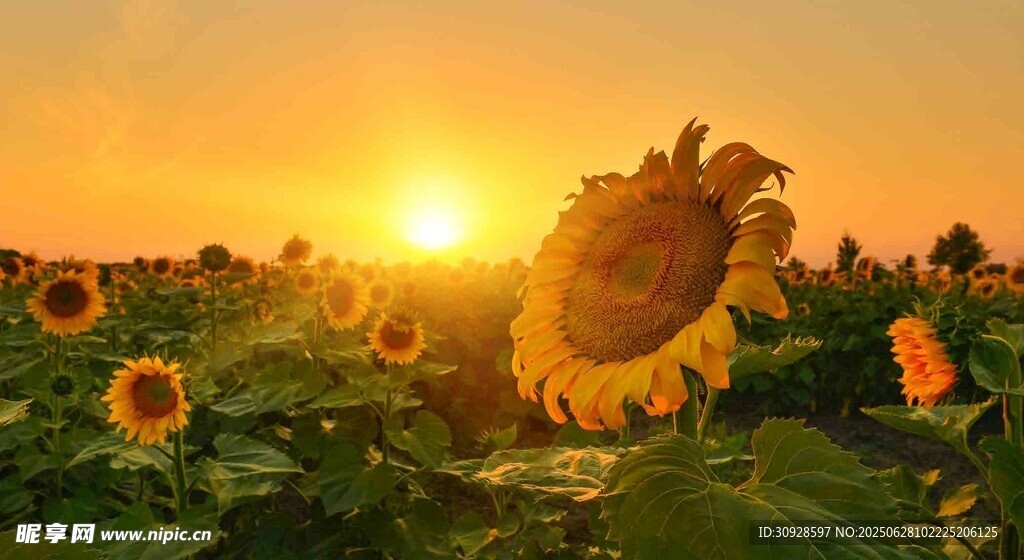 夕阳下的向日葵花海
