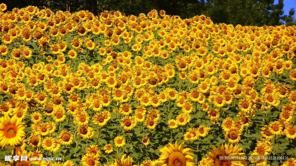 金黄向日葵花海
