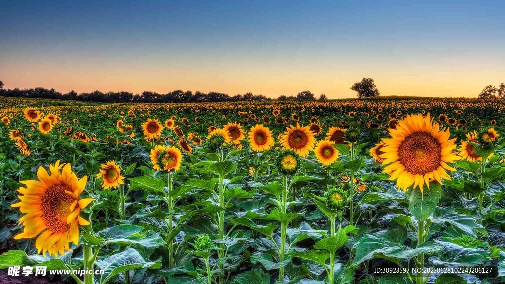 夕阳下的向日葵花海