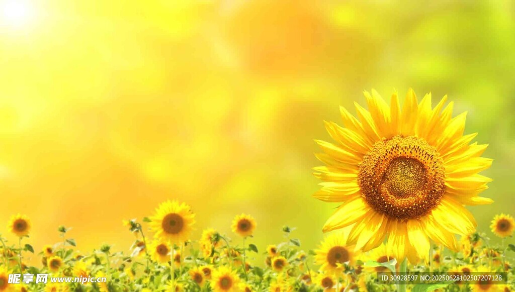 阳光下的向日葵花海