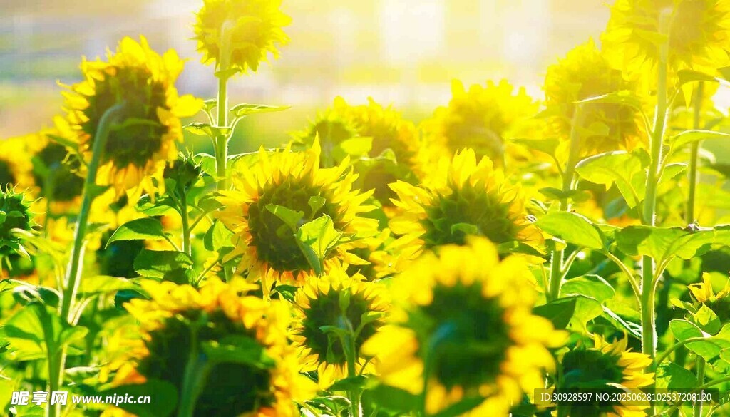 阳光下的向日葵花海