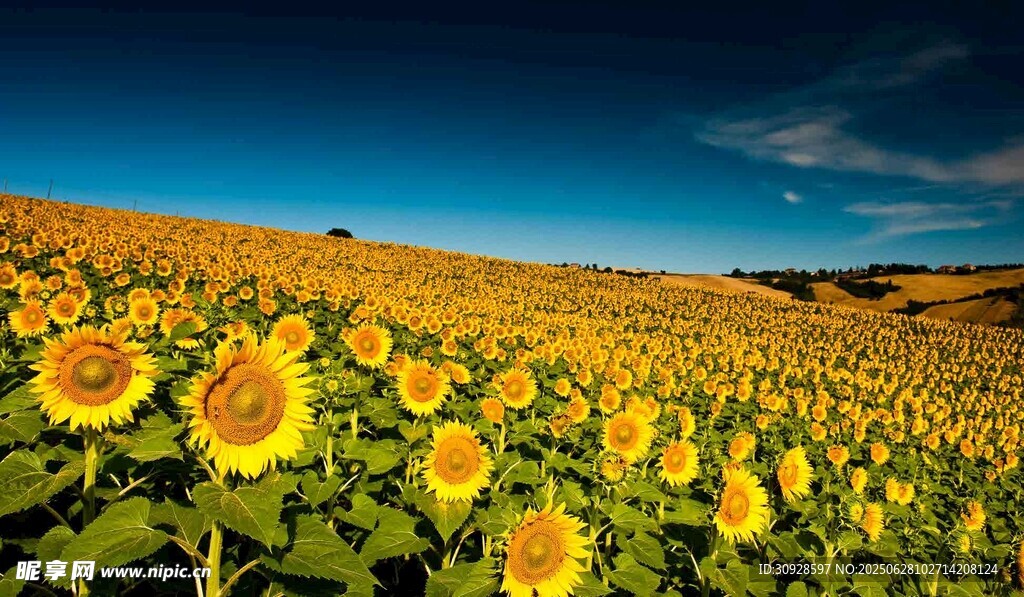 金色向日葵花海美景