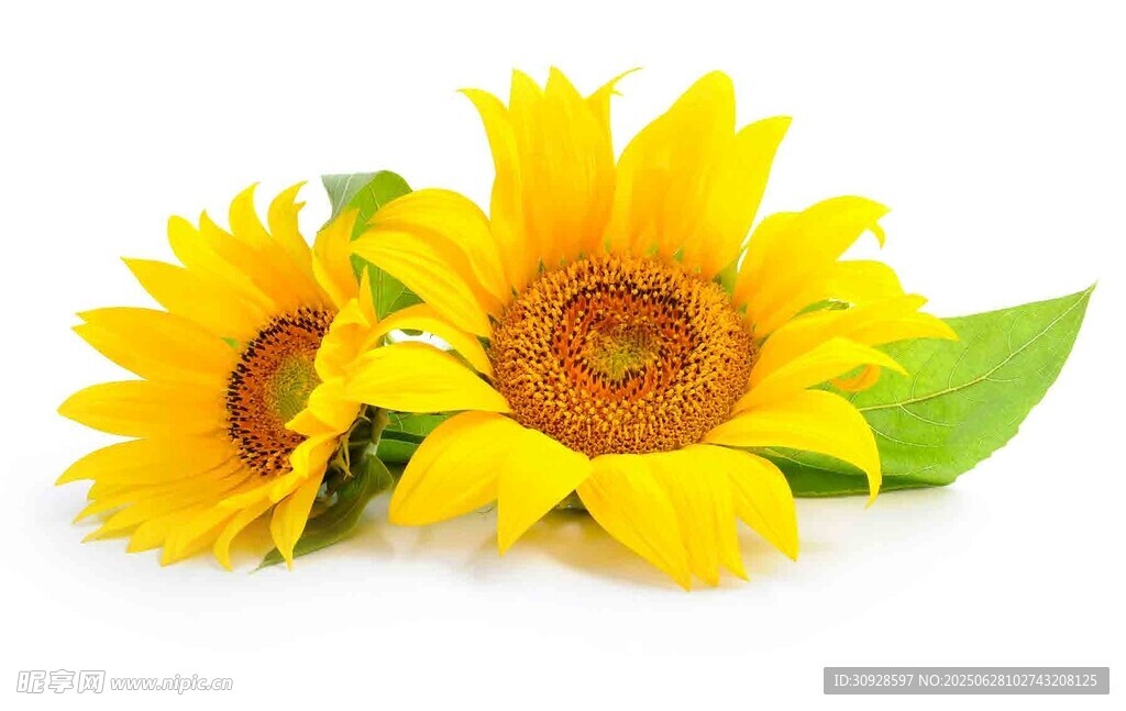 两朵明艳向日葵