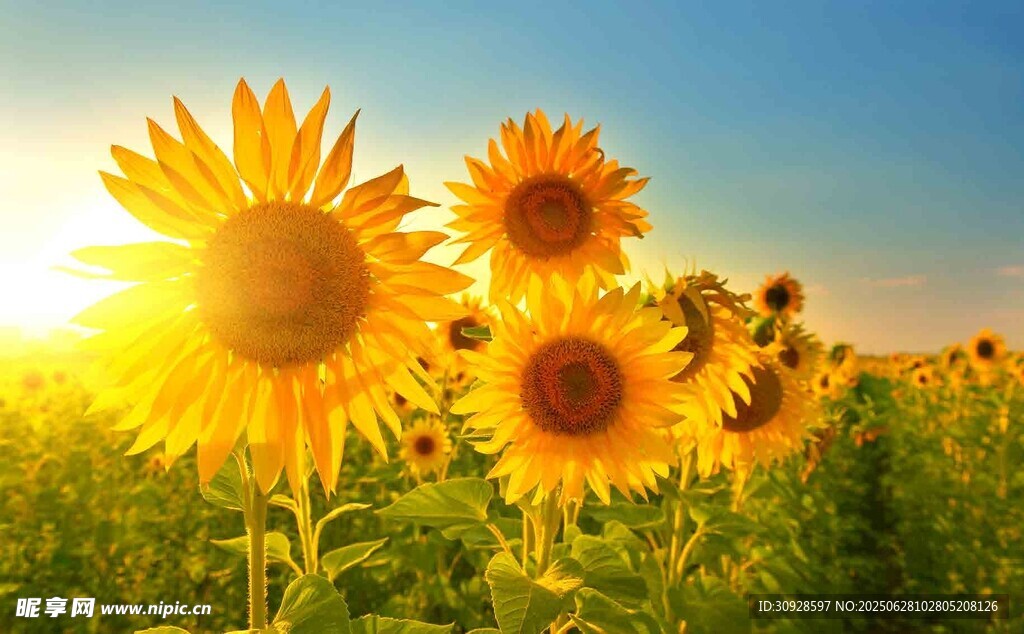 阳光下的向日葵花田