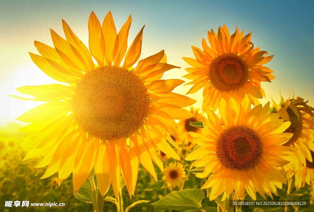 阳光下的灿烂向日葵