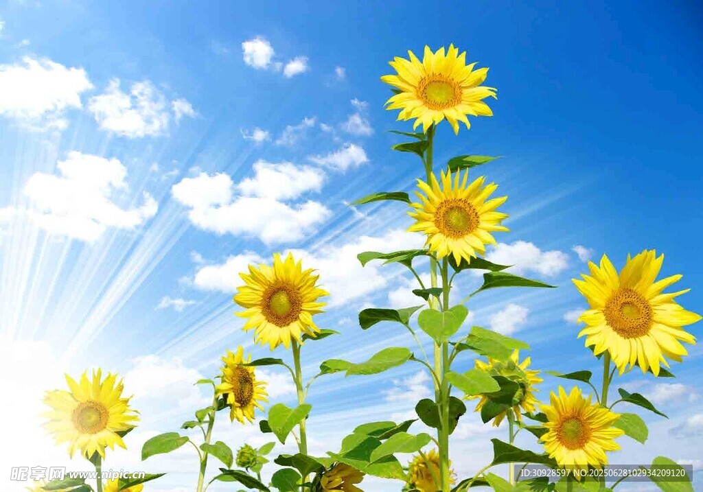 蓝天之下的灿烂向日葵