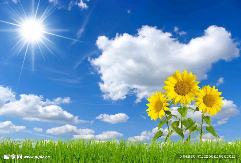 蓝天白云下的灿烂向日葵