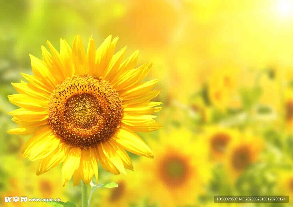 灿烂向日葵花海