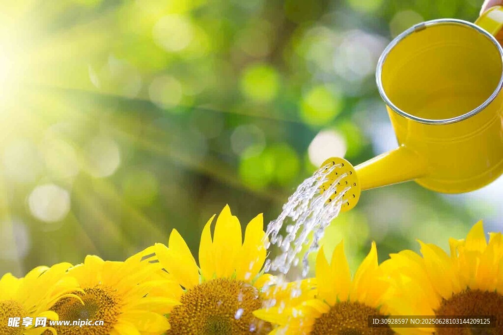 黄壶浇灌灿烂向日葵