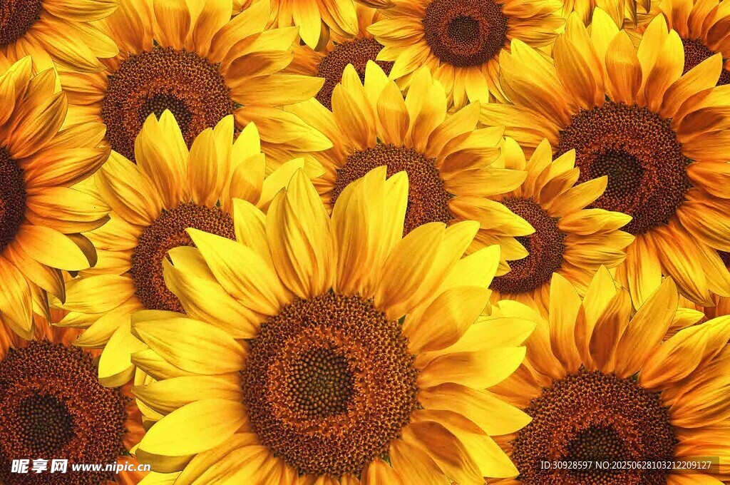 灿烂向日葵花海