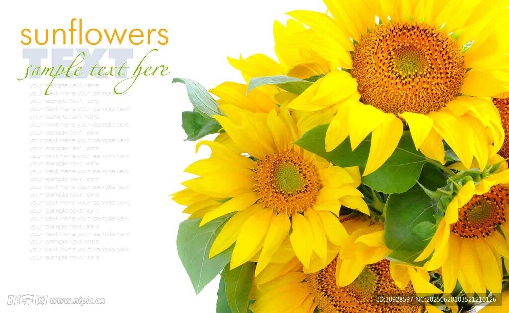 鲜艳向日葵绽放美丽