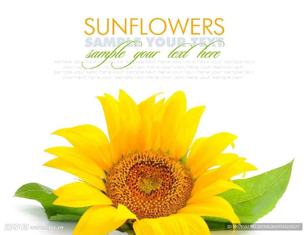 单朵向日葵绽放
