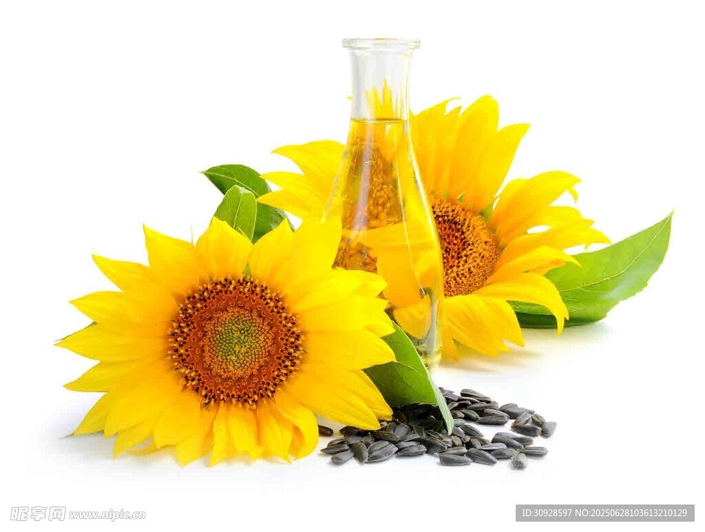 向日葵与葵花籽油实验场景