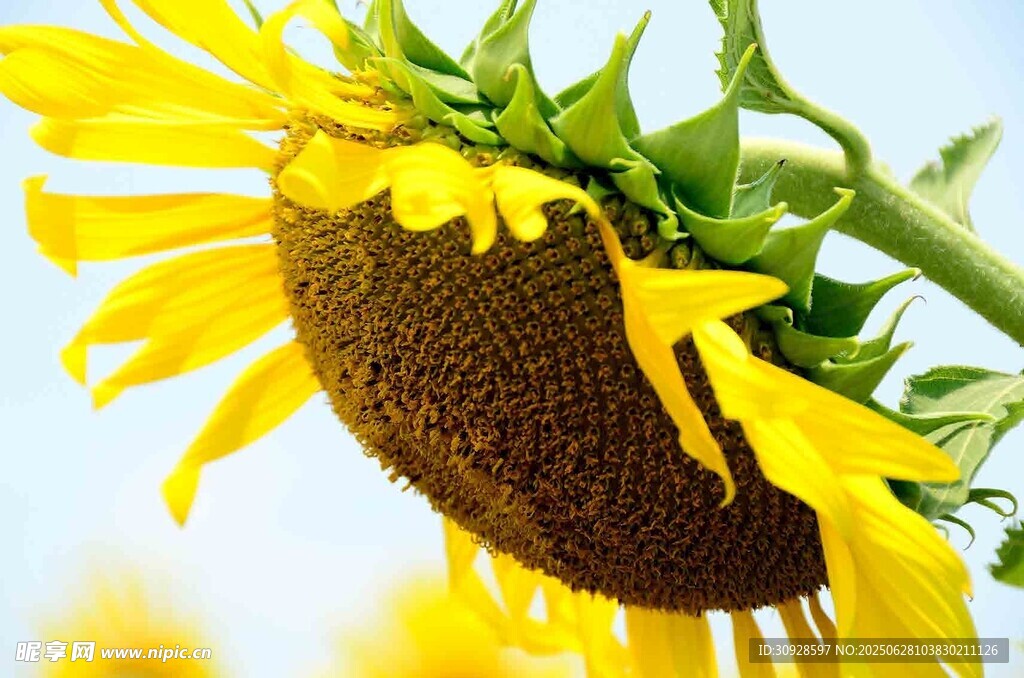 向阳而生的灿烂向日葵