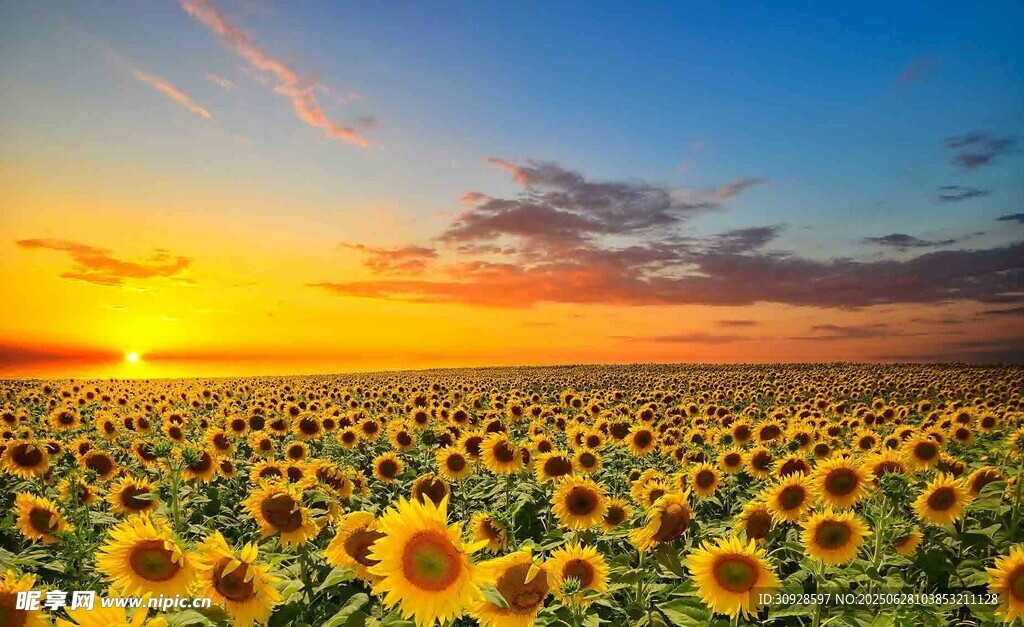 夕阳下的向日葵花海