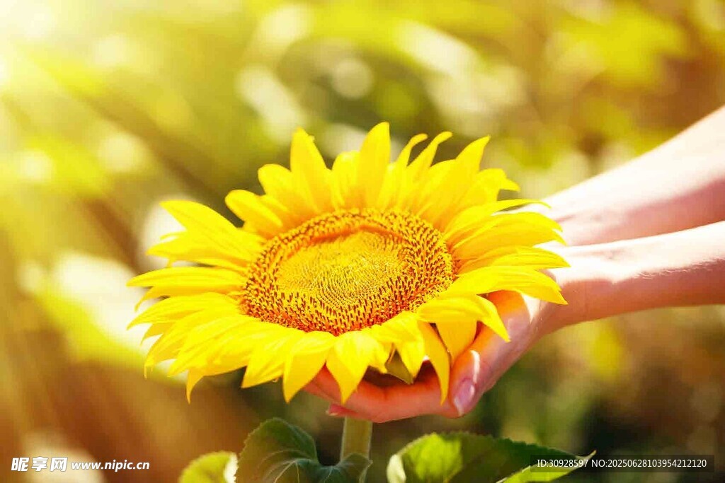 手捧向日葵的美好瞬间