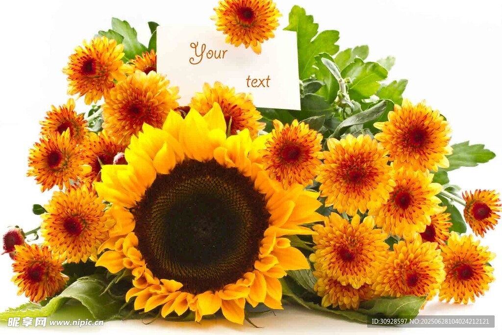 一束灿烂绽放的向日葵