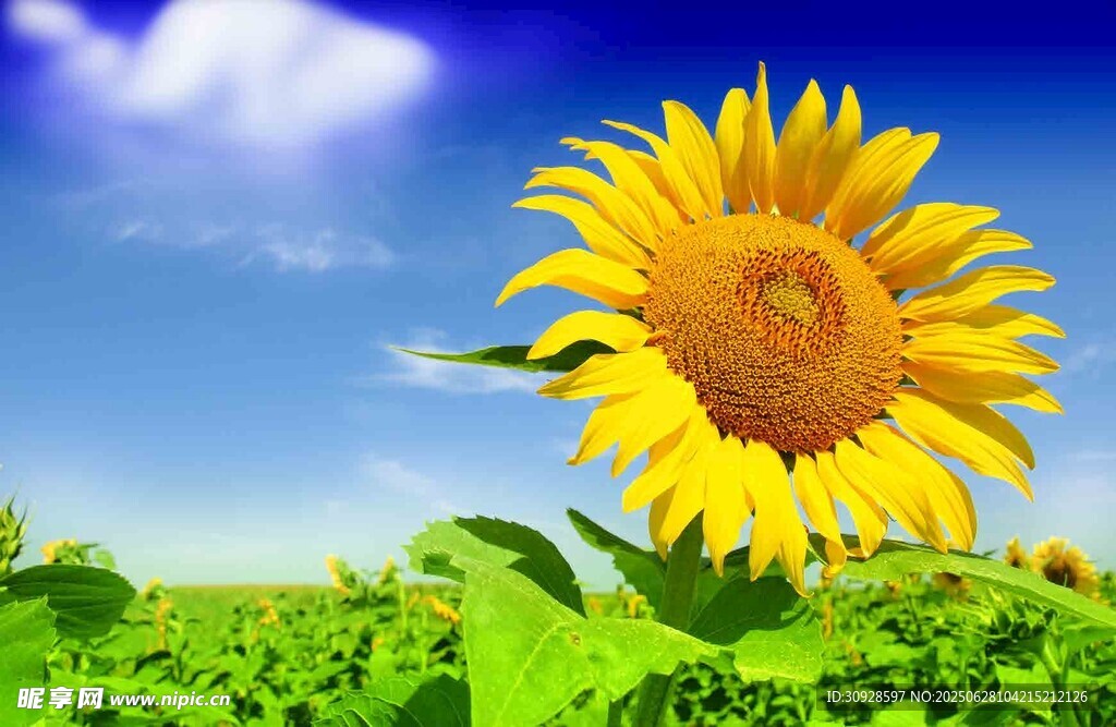 阳光下的灿烂向日葵