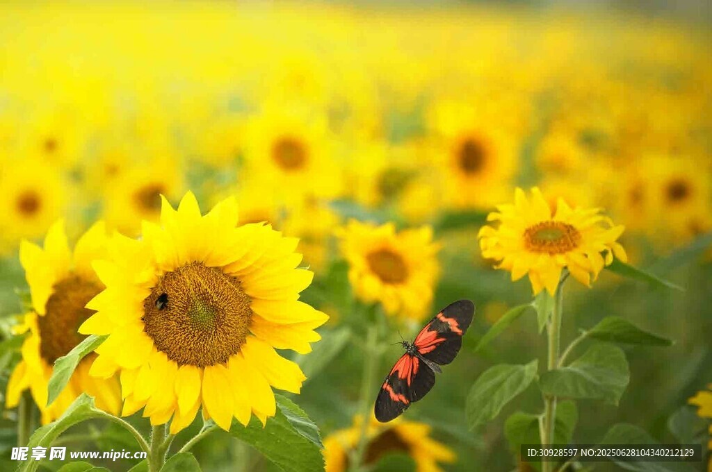 向日葵花田中的蝴蝶