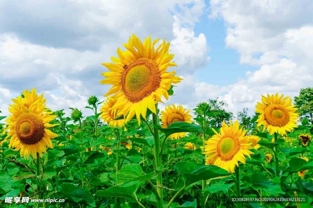 金黄向日葵花海美景