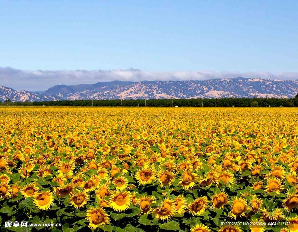 金色向日葵花海田园风光
