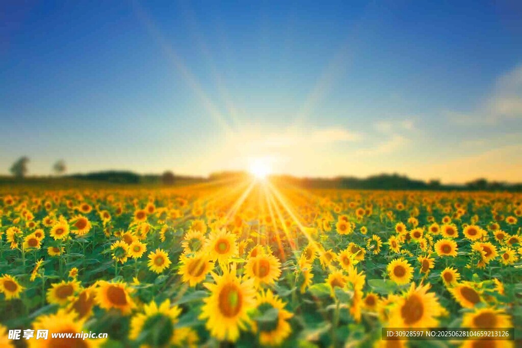 阳光照耀下的向日葵花海