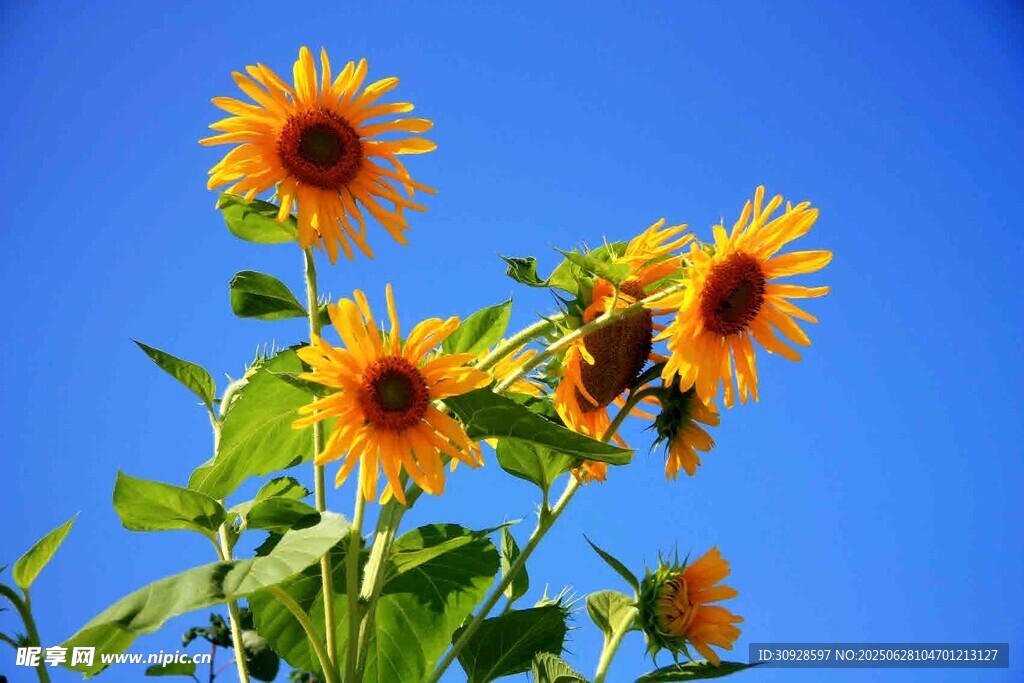 蓝天映衬下的灿烂向日葵