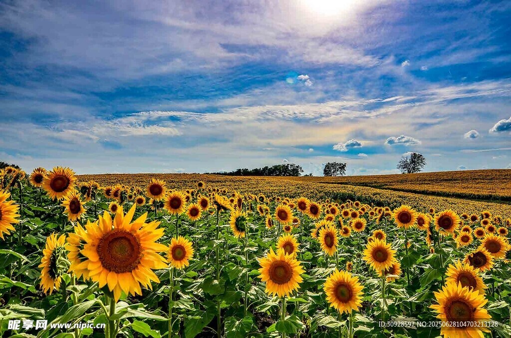 向日葵花海沐浴灿烂阳光