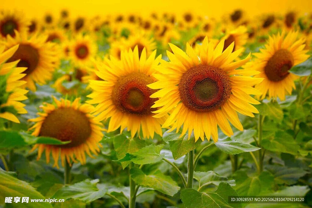 金色向日葵花海美景
