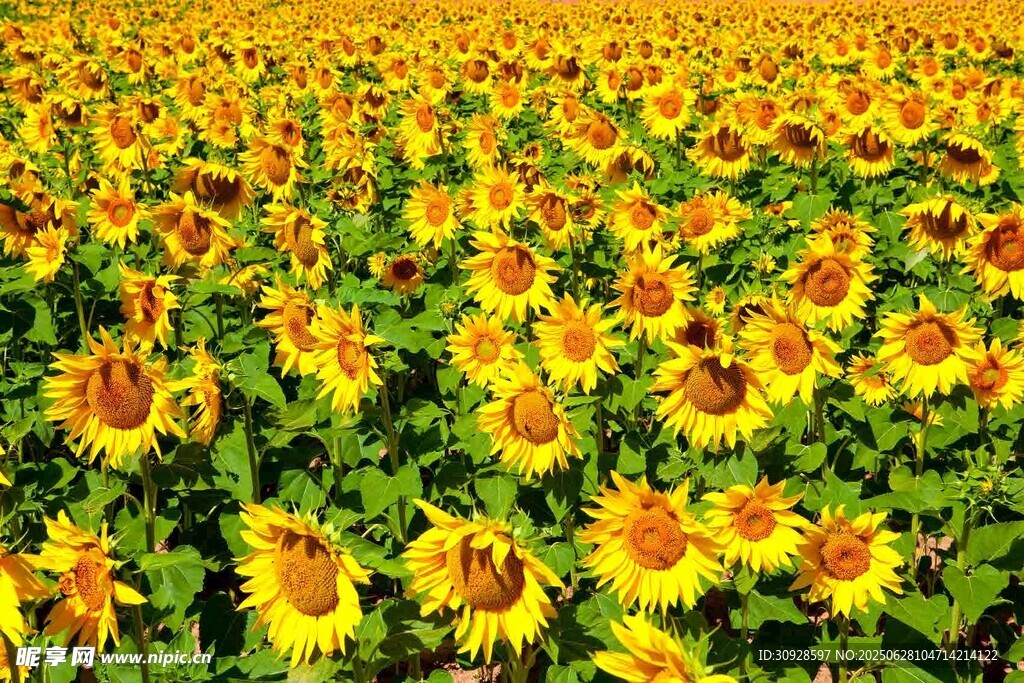 灿烂向日葵花海