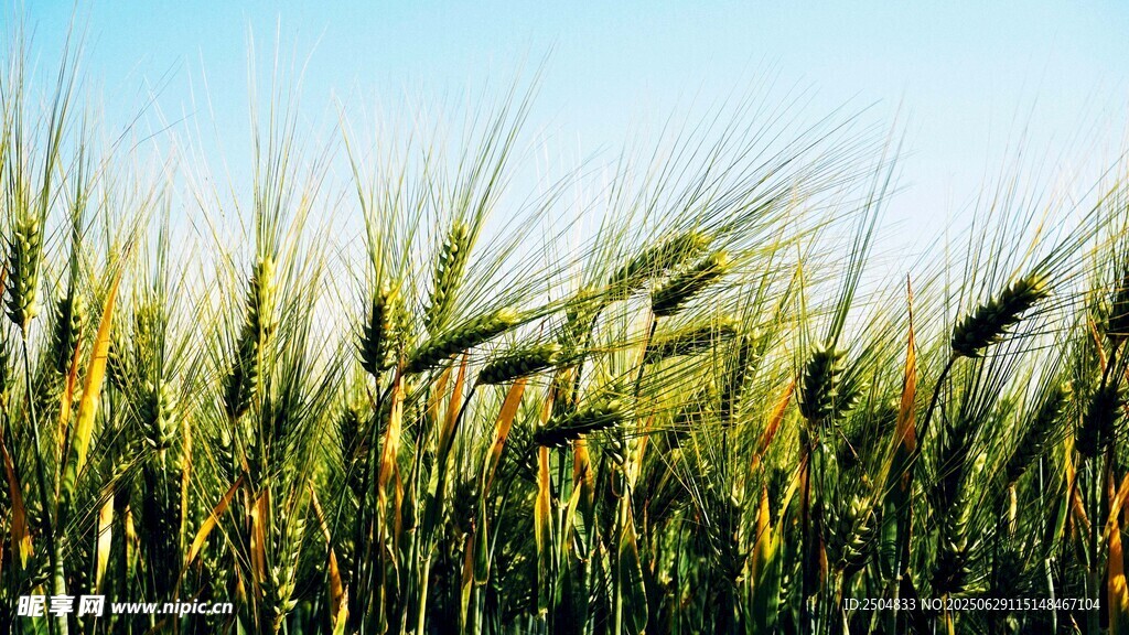 金黄麦田 微风拂动麦浪