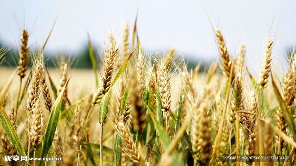 金黄麦田 丰收的希望