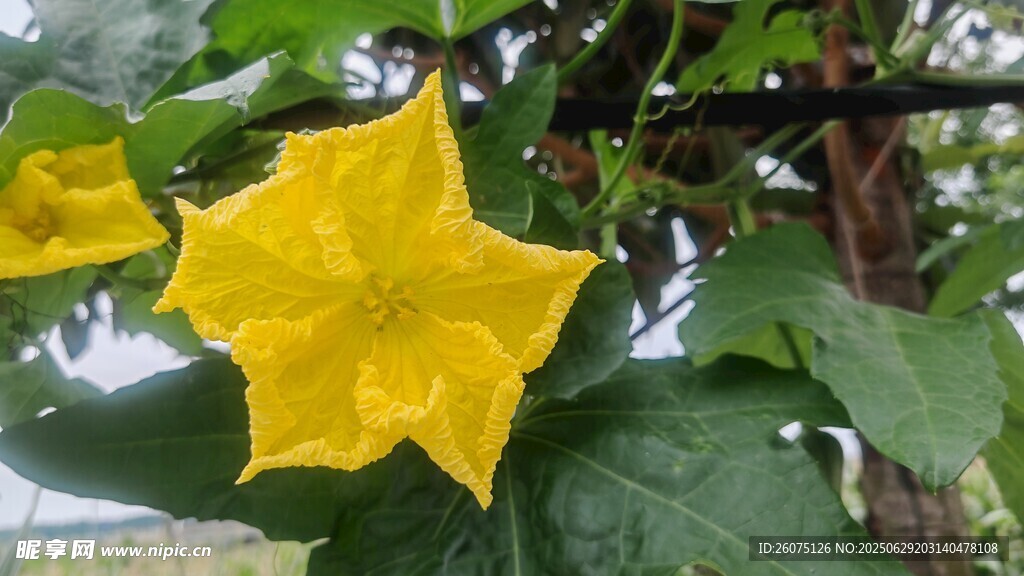 黄色五角星状丝瓜花