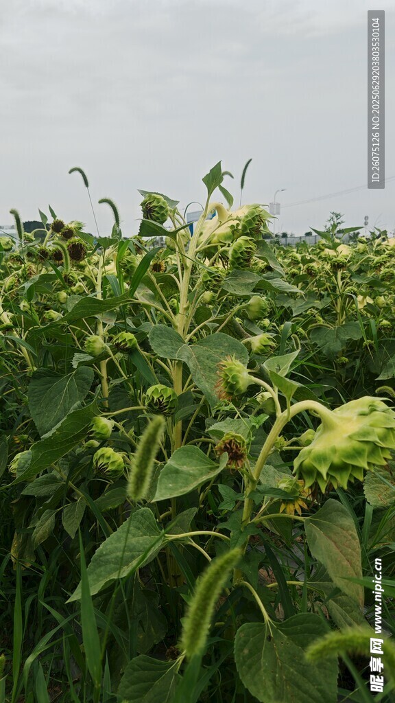 绿意盎然的田间向日葵植株