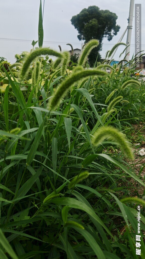 狗尾草