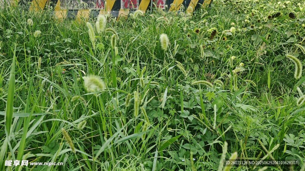 田野中的嫩绿青草