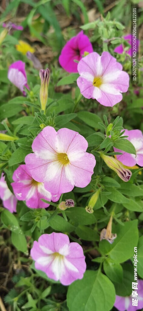粉色牵牛花绽放